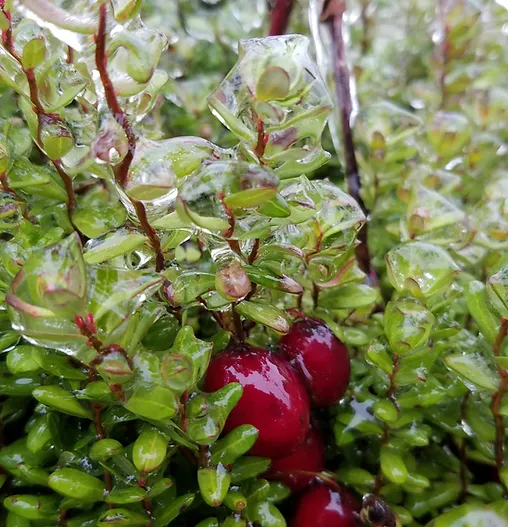 Cranberry Irrigation Workshop
